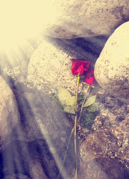 Rosas rojas sobre piedra — Foto de Stock