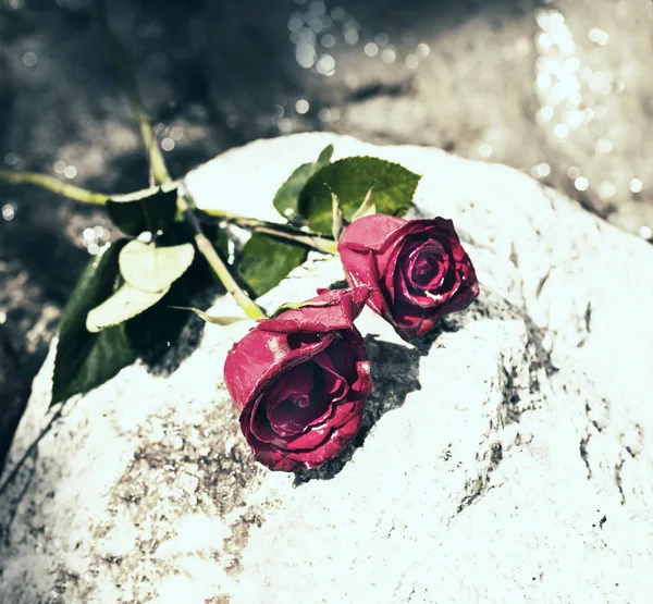 Röda rosor på sten — Stockfoto
