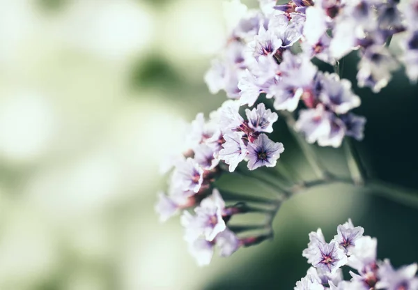 Flores púrpuras florecientes — Foto de Stock