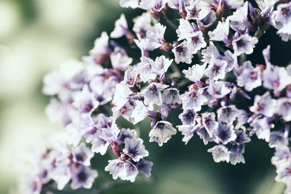 Flores púrpuras florecientes — Foto de Stock