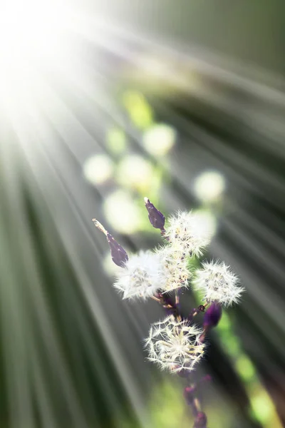 Divoké Rostliny Bílými Květy Louce Slunečný Den — Stock fotografie