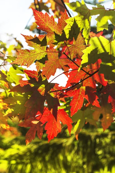 Детальні гілки дерева з жовтим листям — стокове фото
