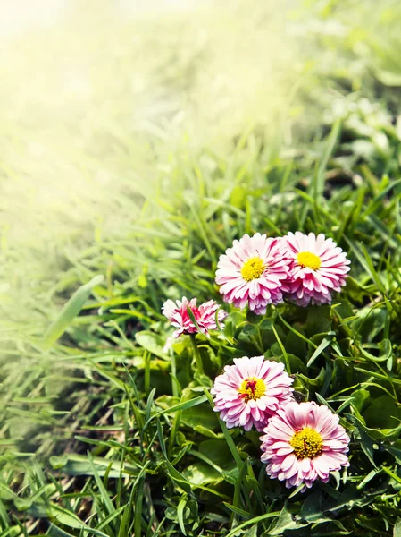 庭に咲く花 — ストック写真