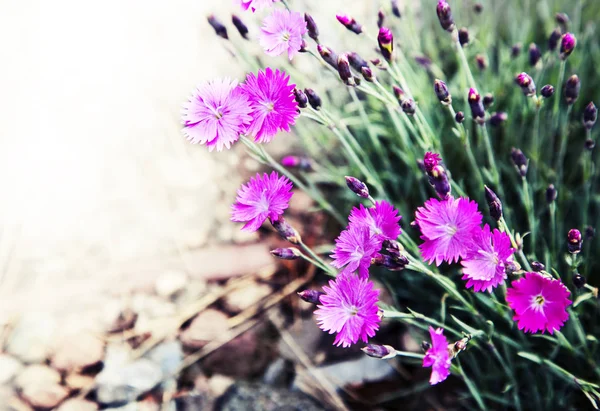 Flores florescendo no jardim — Fotografia de Stock