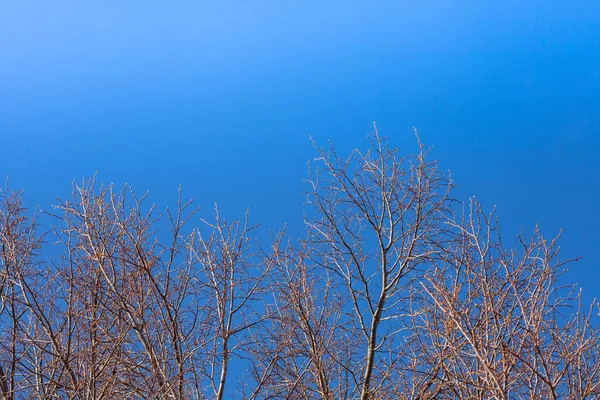 Suché větve ze stromů na podzim — Stock fotografie