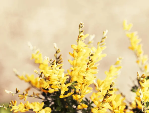 Bush Bright Yellow Flowers Sunny Day — Stock Photo, Image