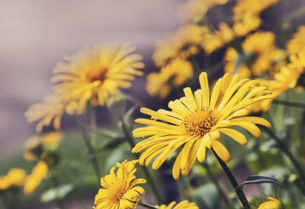 フィールドに咲く黄色の花 — ストック写真