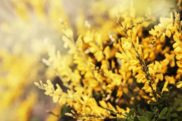 Bush Bright Yellow Flowers Sunny Day — Stock Photo, Image