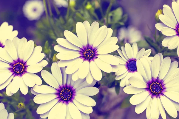 Bellissimi fiori di margherita — Foto Stock