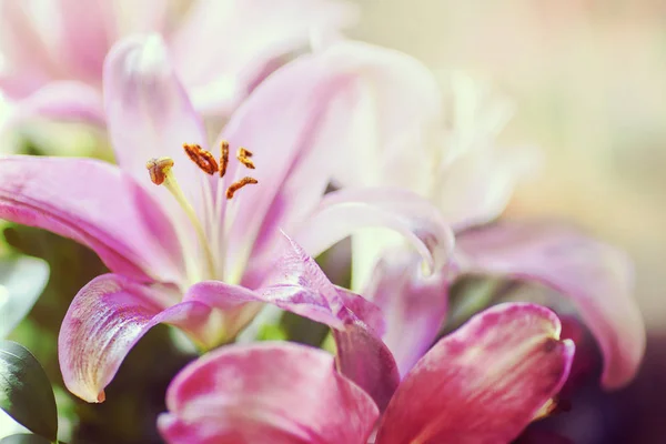 Květiny růžové lilie — Stock fotografie