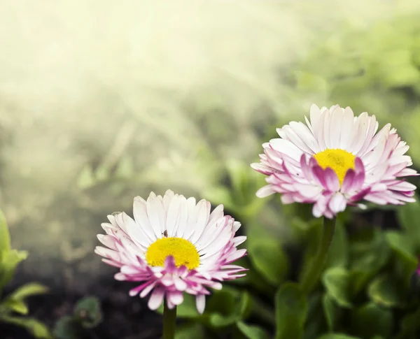 Virágzó virágok kert — Stock Fotó