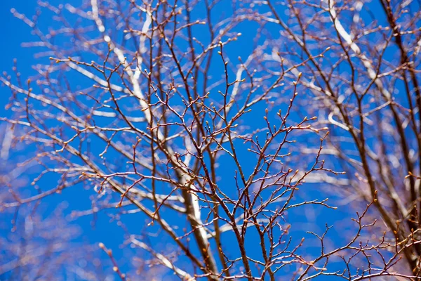 가 마른 나뭇가지 — 스톡 사진