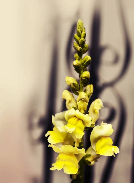 Hermoso Amarillo Hollyhock Flores Fondo Naturaleza —  Fotos de Stock