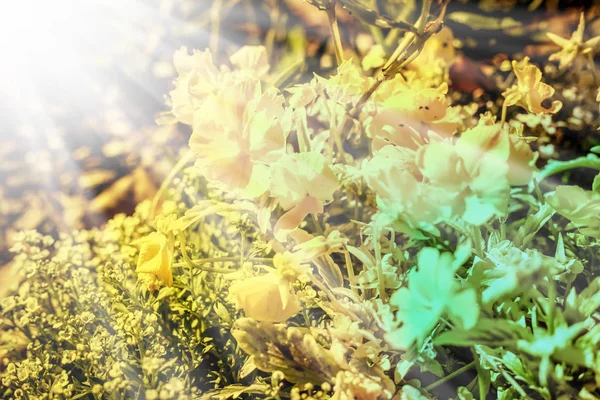 Wildpflanze Mit Weißen Blüten Auf Der Wiese Sonnigen Tag — Stockfoto