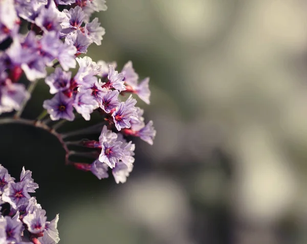 Fleurs pourpres en fleurs — Photo