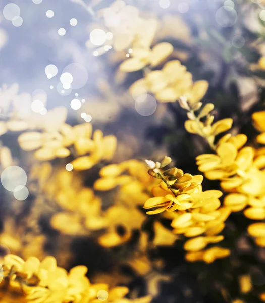 Strauch Mit Leuchtend Gelben Blüten Sonnigen Tag — Stockfoto