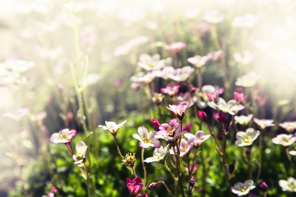 晴れた日に牧草地に美しい光の紫色の花 — ストック写真