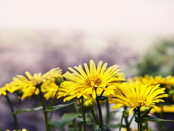 Gele bloemen bloeien in veld — Stockfoto