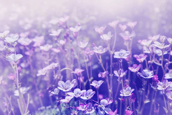 Beautiful Purple Flowers Meadow Sunny Day — Stock Photo, Image