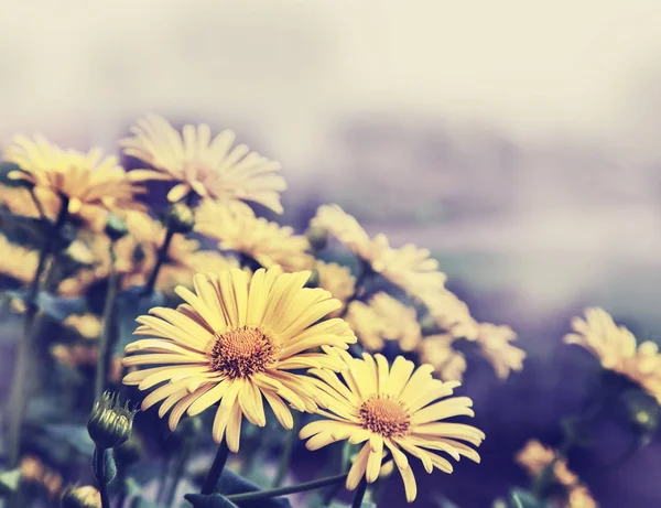 Grünes Gras und Kamillenblüten — Stockfoto