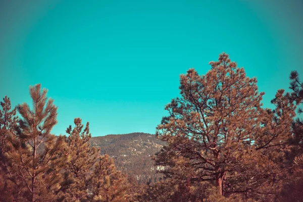 Красивий Ліс Покриває Гори Блакитним Небом Фоні — стокове фото