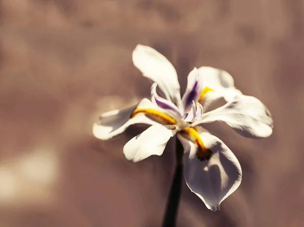 Krásné Iris Kvetoucí Jarní Zahradě Detail — Stock fotografie