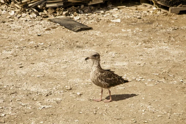 Bel Oiseau Debout Sur Sol Soleil Jour — Photo