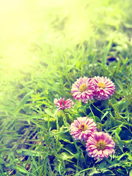 Bloeiende bloemen in de tuin — Stockfoto