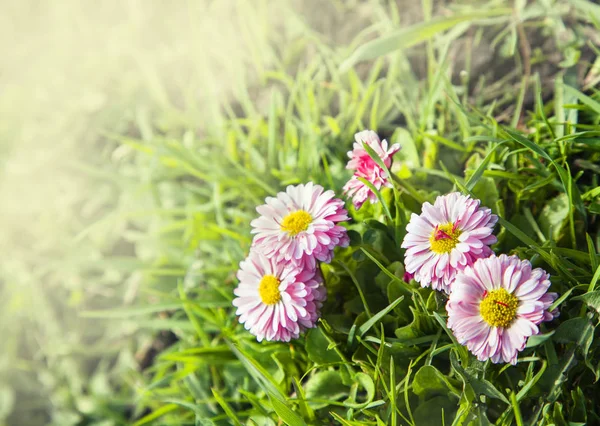 Flores florecientes en el jardín — Foto de Stock