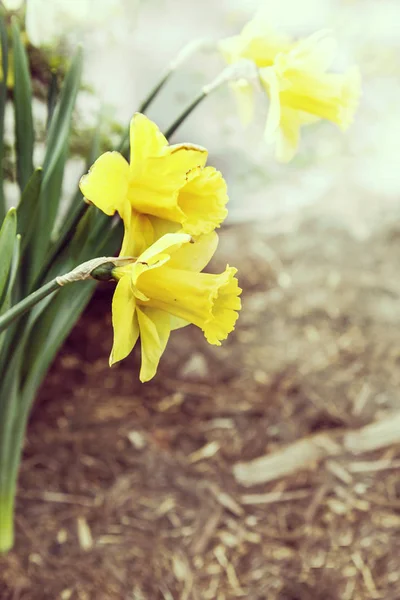 Frische Narzissenblüten — Stockfoto