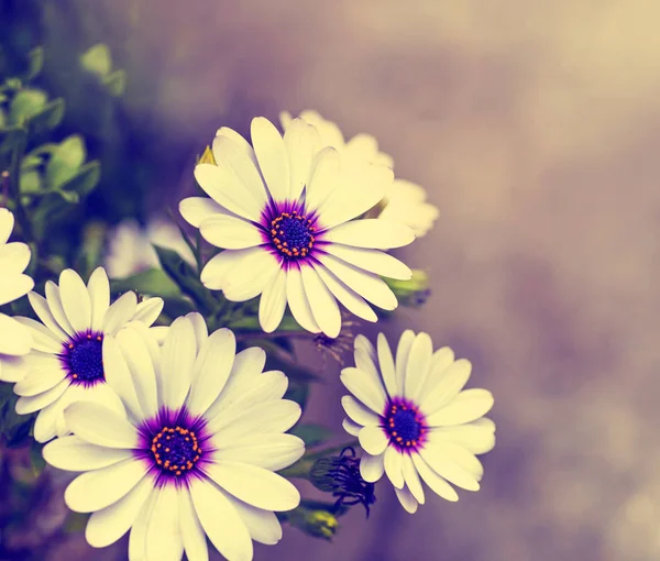 Schöne Gänseblümchen-Blumen — Stockfoto