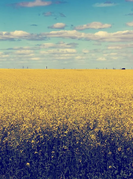 Campo giallo e cielo blu — Foto Stock