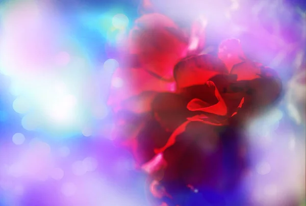 Rode Carnation Bloem Onscherpe Achtergrond — Stockfoto