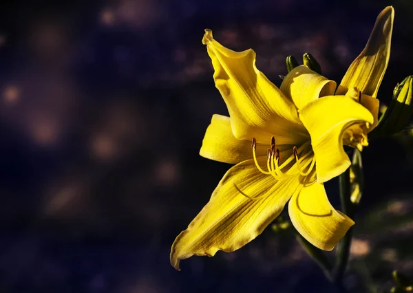 Yellow lily flower — Stock Photo, Image