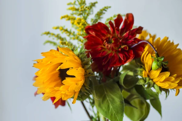 güzel sarı ayçiçeği 