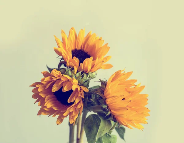 Beautiful yellow sunflowers — Stock Photo, Image