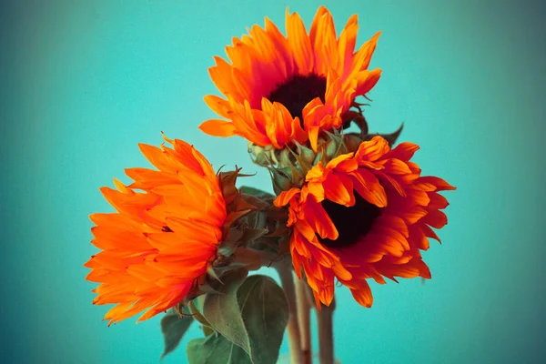 Parlak turuncu ayçiçeği — Stok fotoğraf