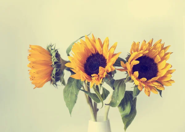 Schöne gelbe Sonnenblumen — Stockfoto