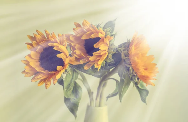 Schöne gelbe Sonnenblumen — Stockfoto