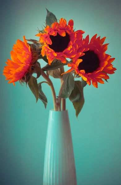 Bright orange sunflowers — Stock Photo, Image