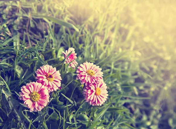 在庭院里盛开的鲜花 图库图片