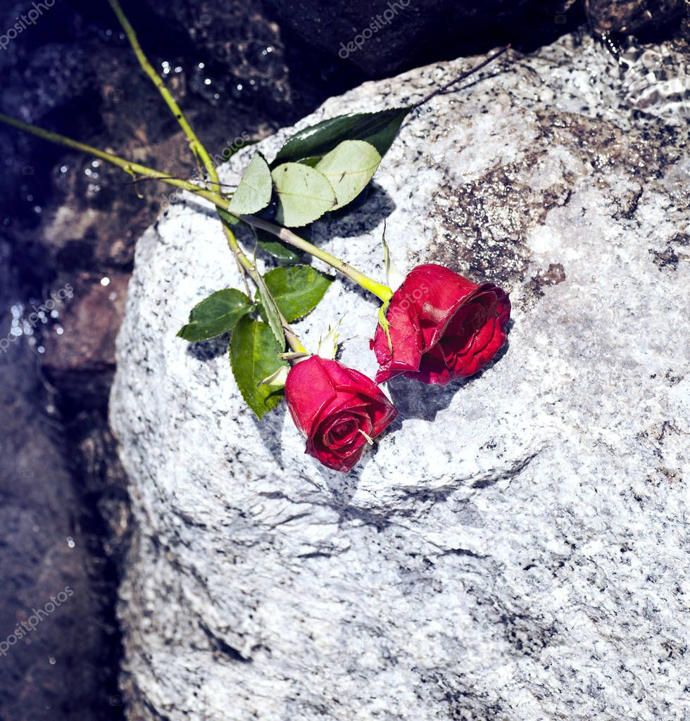 red roses on stone 
