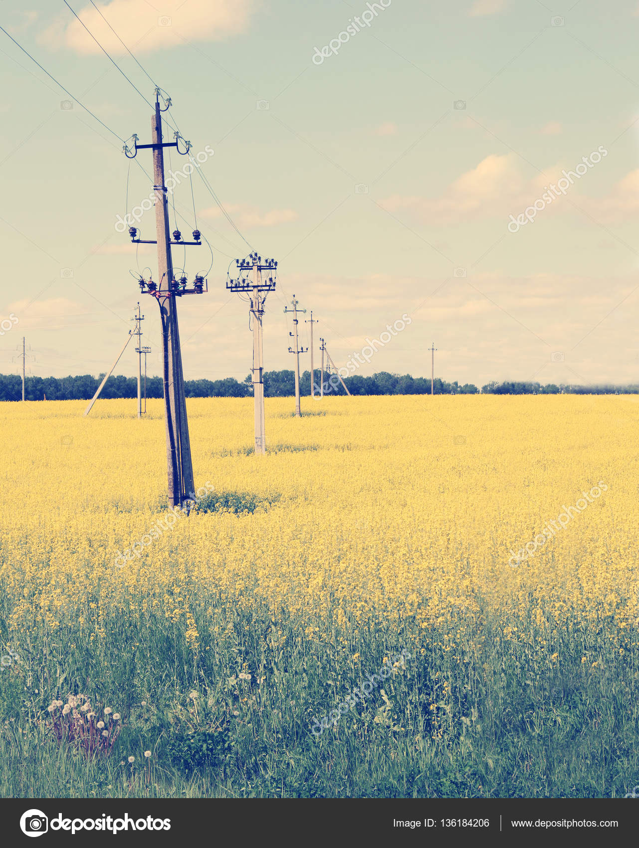 Yellow field and blue sky Stock Photo by ©artnature 136184206