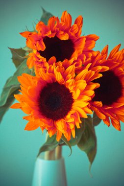 Parlak turuncu ayçiçeği 