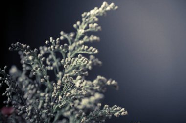 dalı, vintage retro tarzı güzel ışık çiçek 