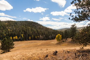 Kavak ağaçları ile sonbahar manzara