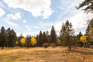 Kavak ağaçları ile sonbahar manzara