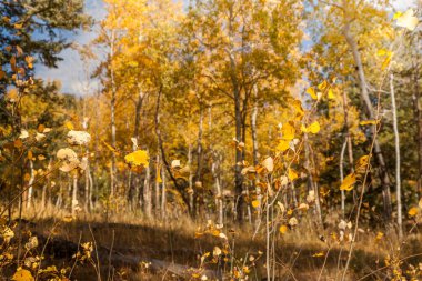 Sarı ağaçları sonbaharda dönüm