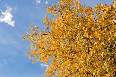 Ayrıntılı ağaç dalları sarı yaprakları ile