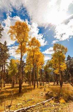 Kavak ağaçları ile sonbahar manzara